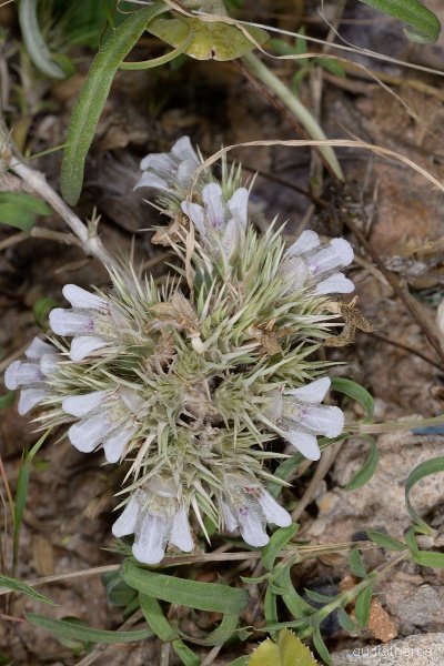 Lepidagathis trinervis flower3.jpg